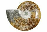 Polished Fossil Ammonite (Cleoniceras) - Madagascar #349172-1